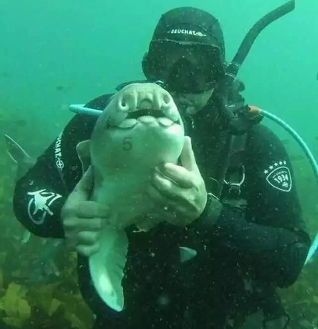 上药控股与中国生物制药达成战略合作